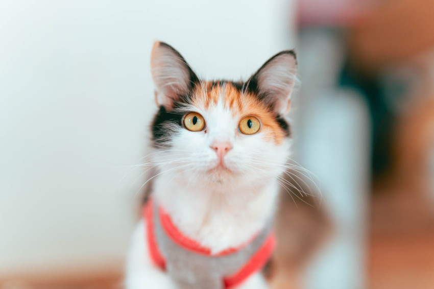 Calico cat in a red sweater