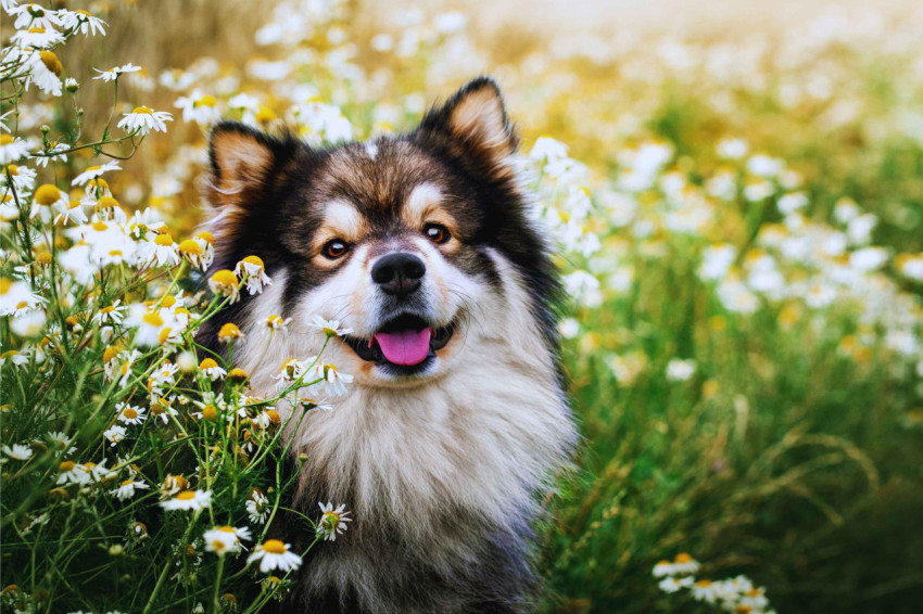 Finnish Lapphund Dog