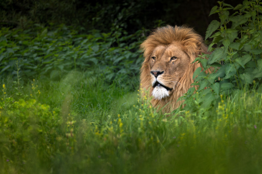 Majestic lion with a lush mane peering through dense green foliage in its natural habitat